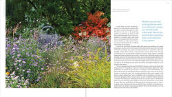 Alternative view 6 of The Plant Lover's Guide to Asters