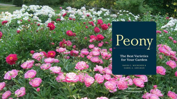 Peony: The Best Varieties for Your Garden