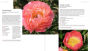 Alternative view 5 of Peony: The Best Varieties for Your Garden