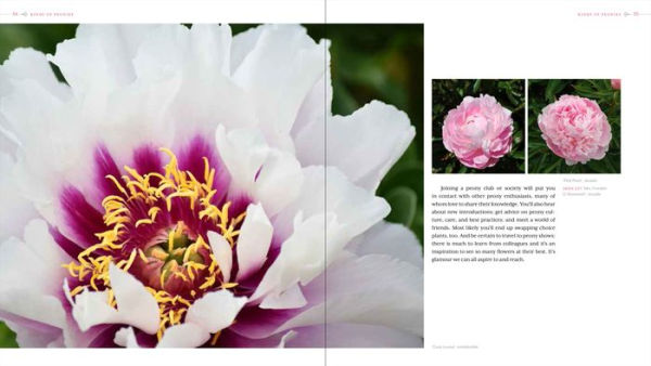 Peony: The Best Varieties for Your Garden