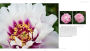 Alternative view 6 of Peony: The Best Varieties for Your Garden