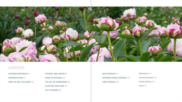 Peony: The Best Varieties for Your Garden