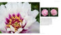 Alternative view 10 of Peony: The Best Varieties for Your Garden