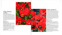 Alternative view 4 of The Plant Lover's Guide to Tulips