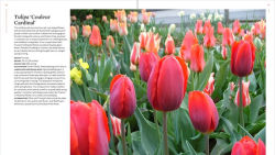 Alternative view 6 of The Plant Lover's Guide to Tulips