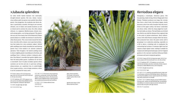 Designing with Palms