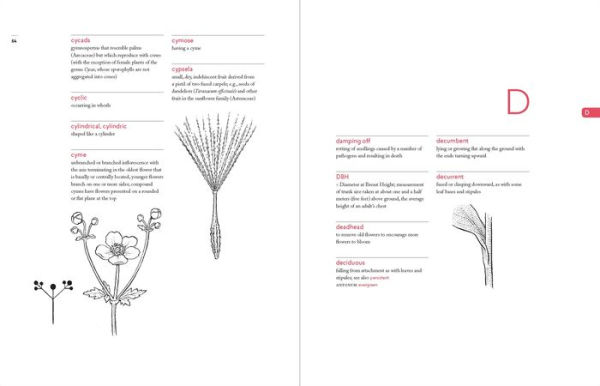 A Botanist's Vocabulary: 1300 Terms Explained and Illustrated