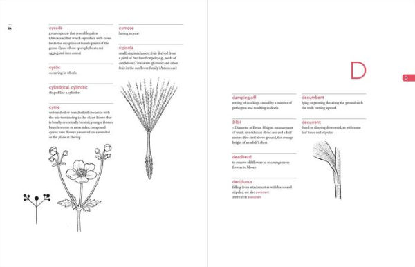 A Botanist's Vocabulary: 1300 Terms Explained and Illustrated