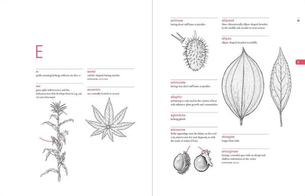 A Botanist's Vocabulary: 1300 Terms Explained and Illustrated