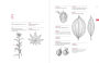 Alternative view 9 of A Botanist's Vocabulary: 1300 Terms Explained and Illustrated