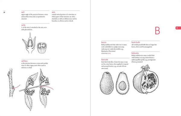 A Botanist's Vocabulary: 1300 Terms Explained and Illustrated