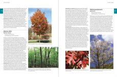 Alternative view 18 of Native Plants of the Midwest: A Comprehensive Guide to the Best 500 Species for the Garden