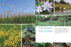 Alternative view 19 of Native Plants of the Midwest: A Comprehensive Guide to the Best 500 Species for the Garden