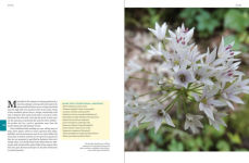 Alternative view 26 of Native Plants of the Midwest: A Comprehensive Guide to the Best 500 Species for the Garden