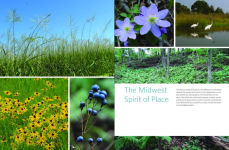 Alternative view 3 of Native Plants of the Midwest: A Comprehensive Guide to the Best 500 Species for the Garden