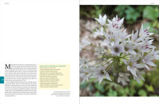 Alternative view 10 of Native Plants of the Midwest: A Comprehensive Guide to the Best 500 Species for the Garden