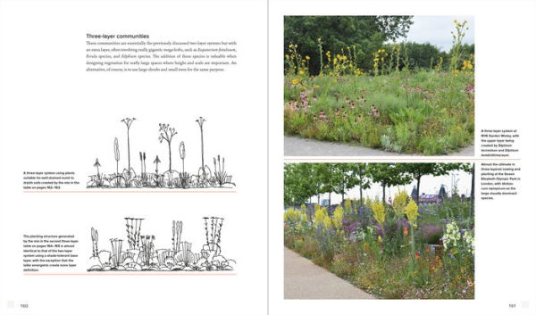 Sowing Beauty: Designing Flowering Meadows from Seed