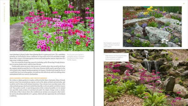 The Plant Lover's Guide to Primulas