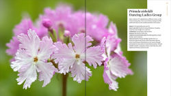 Alternative view 4 of The Plant Lover's Guide to Primulas