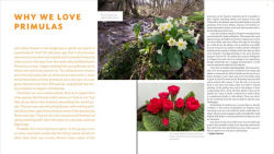 Alternative view 6 of The Plant Lover's Guide to Primulas