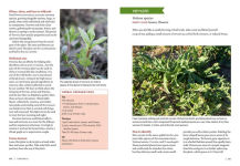 Alternative view 13 of Mountain States Medicinal Plants: Identify, Harvest, and Use 100 Wild Herbs for Health and Wellness