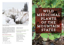 Alternative view 5 of Mountain States Medicinal Plants: Identify, Harvest, and Use 100 Wild Herbs for Health and Wellness