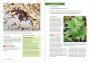 Alternative view 5 of Midwest Medicinal Plants: Identify, Harvest, and Use 109 Wild Herbs for Health and Wellness