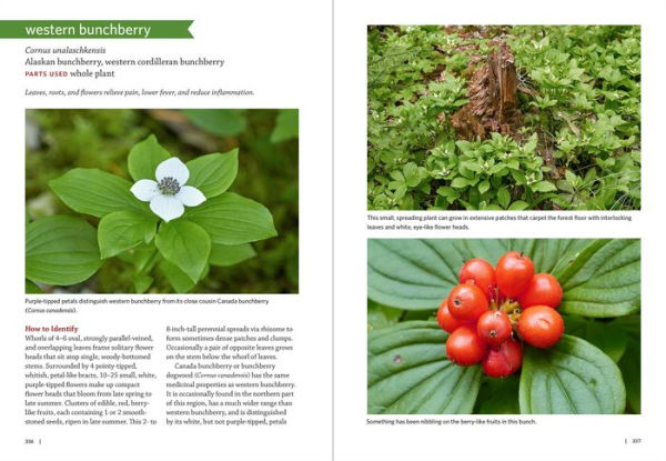 Pacific Northwest Medicinal Plants: Identify, Harvest, and Use 120 Wild Herbs for Health and Wellness