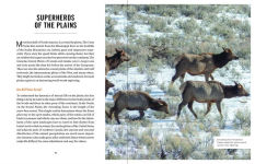 Alternative view 2 of Wildlife Spectacles: Mass Migrations, Mating Rituals, and Other Fascinating Animal Behaviors