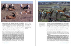 Alternative view 5 of Wildlife Spectacles: Mass Migrations, Mating Rituals, and Other Fascinating Animal Behaviors