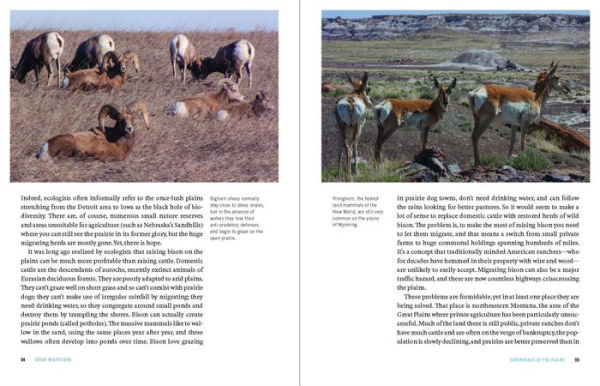 Wildlife Spectacles: Mass Migrations, Mating Rituals, and Other Fascinating Animal Behaviors