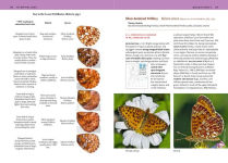 Alternative view 11 of Butterflies of the Pacific Northwest