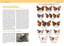 Alternative view 12 of Butterflies of the Pacific Northwest