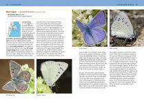 Alternative view 6 of Butterflies of the Pacific Northwest