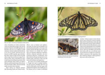 Alternative view 10 of Butterflies of the Pacific Northwest