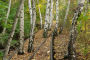 Alternative view 3 of Gardens of the High Line: Elevating the Nature of Modern Landscapes