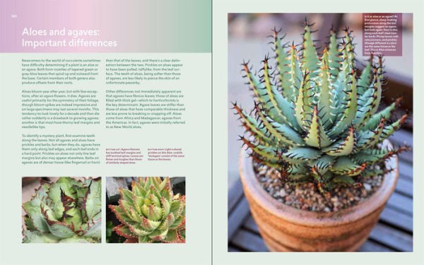 Designing with Succulents