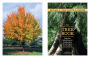 Alternative view 6 of The Tree Book: Superior Selections for Landscapes, Streetscapes, and Gardens