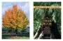 Alternative view 8 of The Tree Book: Superior Selections for Landscapes, Streetscapes, and Gardens