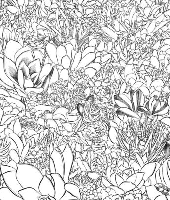 Sensational Succulents An Adult Coloring Book Of Amazing