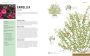 Alternative view 11 of Pruning Simplified: A Step-by-Step Guide to 50 Popular Trees and Shrubs