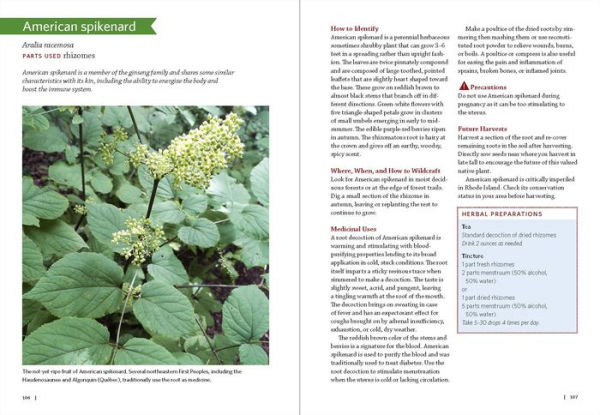 Northeast Medicinal Plants: Identify, Harvest, and Use 111 Wild Herbs for Health and Wellness