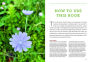 Alternative view 3 of Northeast Medicinal Plants: Identify, Harvest, and Use 111 Wild Herbs for Health and Wellness