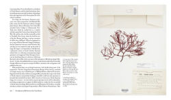 Alternative view 4 of Herbarium: The Quest to Preserve and Classify the World's Plants