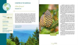 Alternative view 7 of Rare Trees: The Fascinating Stories of the World's Most Threatened Species