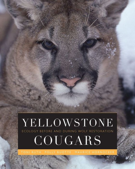 Yellowstone Cougars: Ecology before and during Wolf Restoration