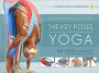 The Key Poses of Yoga: Your Guide to Functional Anatomy in Yoga