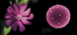 Alternative view 2 of Pollen: The Hidden Sexuality of Flowers