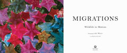 Alternative view 11 of Migrations: Wildlife in Motion