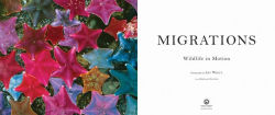 Alternative view 2 of Migrations: Wildlife in Motion